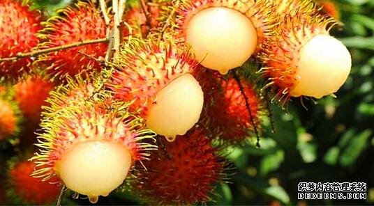 ��˵��һ����֦���óԣ��㶫�Ի�������˵˵��